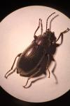Stenomax aeneus