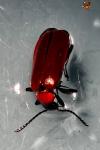 Pyrochroa coccinea