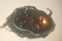 Cetonia aurata