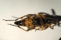 Rutpela maculata