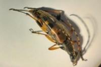 Rutpela maculata