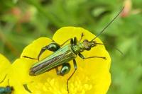 Oedemera flavipes