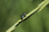 Clanoptilus elegans