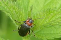 Cantharis fusca
