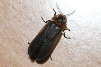 Lamprohiza mulsantii