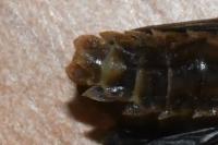 Lamprohiza mulsantii