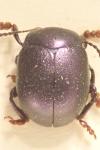 Chrysolina sturmi sturmi