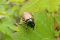 Phyllopertha horticola