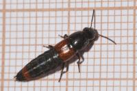 Astrapaeus ulmi