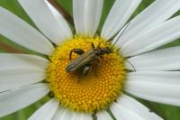 Oedemera flavipes