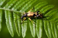 Rutpela maculata