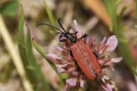 Lygistopterus sanguineus