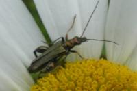 Oedemera flavipes