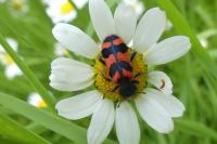 Trichodes alvearius