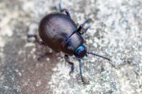 Timarcha goettingensis