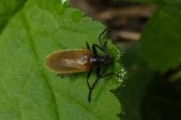 Lagria hirta