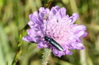Agapanthia