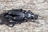 Carabus violaceus