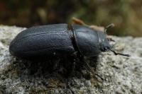 Dorcus parallelipipedus