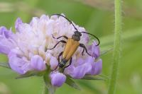 Stictoleptura fulva