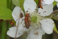 Rhagonycha fulva