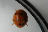 Henosepilachna argus