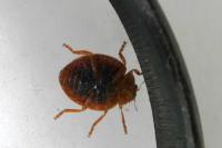 Henosepilachna argus