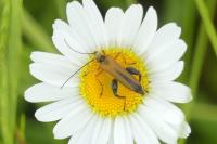 Oedemera podagrariae