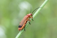 Rhagonycha fulva