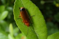 Rhagonycha fulva