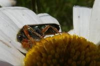 Cerocoma schaefferi