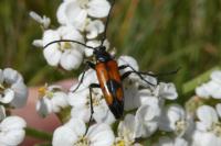 Stenurella bifasciata