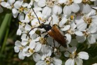 Pseudovadonia livida