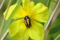 Cryptocephalus vittatus