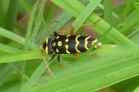 Plagionotus arcuatus