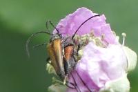 Stenurella melanura
