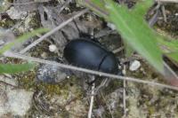 Ablattaria laevigata