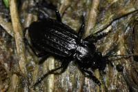 Carabus granulatus