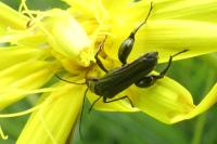 Oedemera flavipes