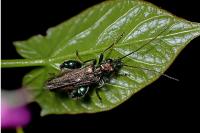 Oedemera nobilis