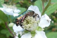 Cetonia aurata