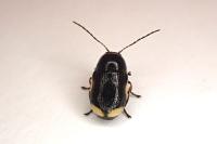 Cryptocephalus moraei