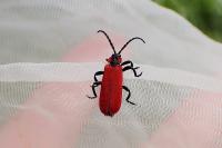 Lygistopterus sanguineus