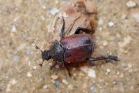 Hoplia philanthus