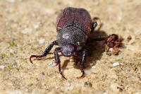 Hoplia philanthus
