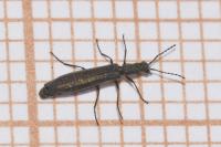 Dolichosoma lineare
