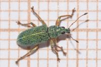 Polydrusus formosus