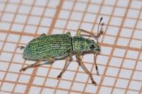 Polydrusus formosus