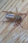 Amphimallon solstitiale