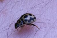 Tytthaspis sedecimpunctata